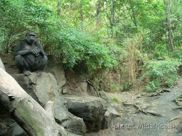 congo gorilla 07.jpg - Outdoor gorilla exhibit.